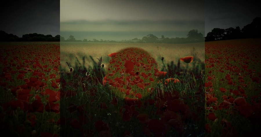 Poppies